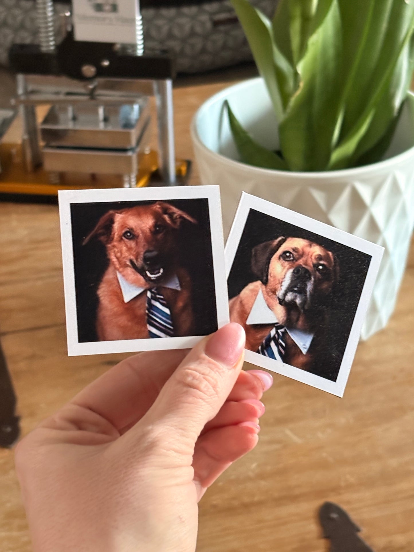 Square w/ White frame